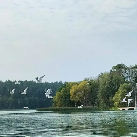 Pod Brzozami Nad J. Pluszne