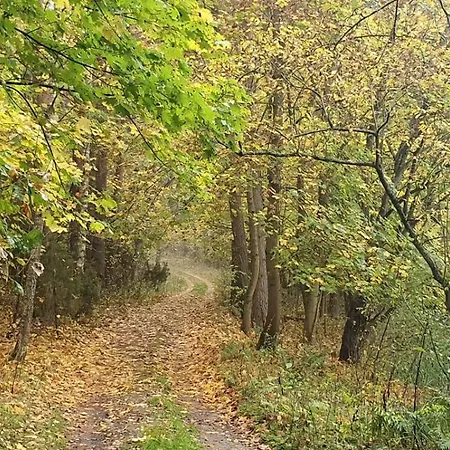 Pod Brzozami Nad J. Pluszne 플루스키